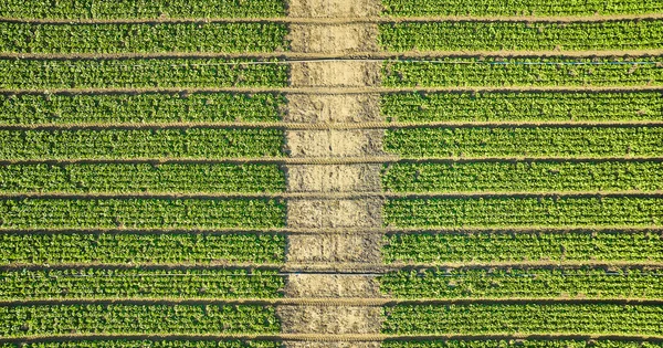 Bild Der Deckenantenne Von Erdbeerpflanzen Mehreren Langen Horizontalen Reihen Mit — Stockfoto