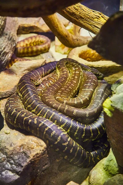 Immagine Due Serpenti Marroni Gialli Accoccolati Insieme Mucchio Una Roccia — Foto Stock