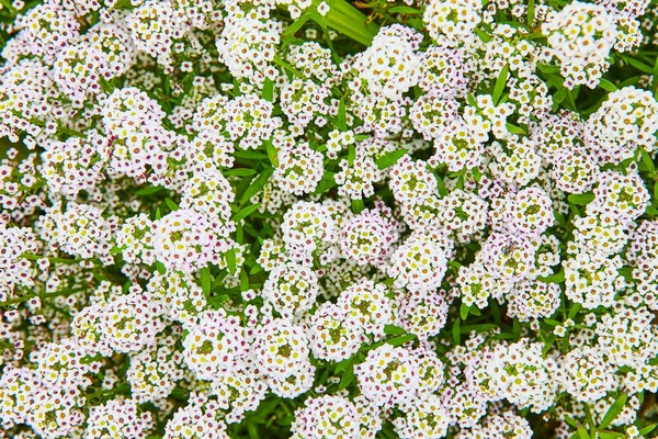 Imagem Vista Para Baixo Quatro Flores Brancas Pétalas Com Alternância — Fotografia de Stock