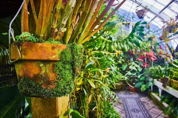 有温室背景的吊罐底部和侧面生长着苔藓的图像 — 图库照片