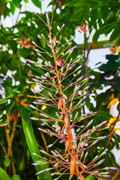 Bild Einer Orangefarbenen Pflanze Mit Grünen Und Violetten Knospen — Stockfoto