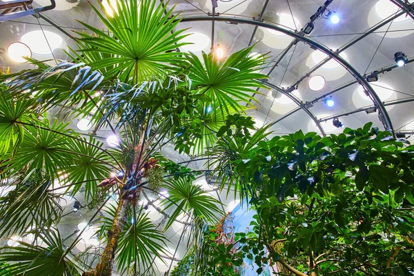 Obraz Górę Widok Baldachimu Drzew Tropikalnych Lasów Tropikalnych Biome Życia — Zdjęcie stockowe