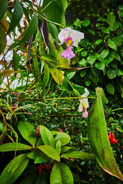 Imagine Dangling Floare Violet Deschis Fundal Verde Frunze Flori Roșii — Fotografie, imagine de stoc