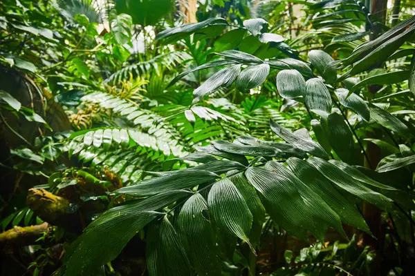 Yapraklı Yeşil Bitkilerden Oluşan Tropik Bir Duvar Görüntüsü — Stok fotoğraf
