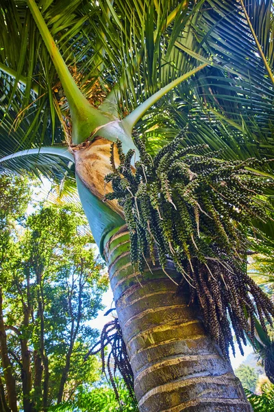 Immagine Albero Tropicale Della Nuova Zelanda Con Fronde Cima Bacche — Foto Stock