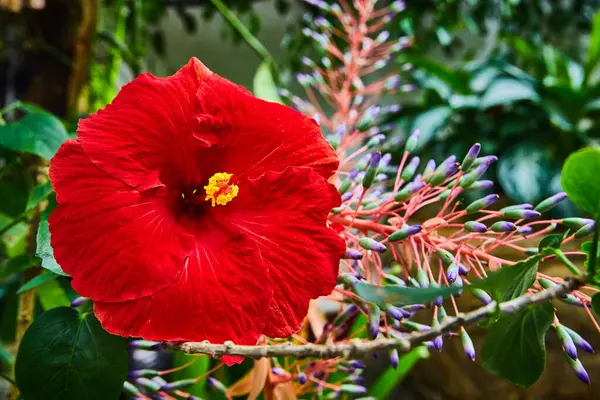 가까운 분홍색 식물과 노란색 꽃가루와 빨간색 이미지 — 스톡 사진