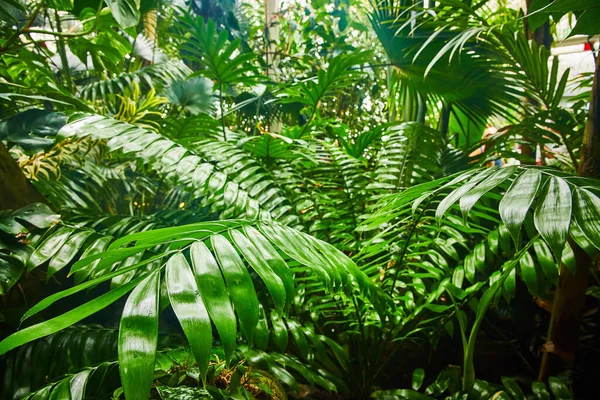 Imagen Primer Plano Hojas Verdes Cerosas Medio Una Selva Plantas — Foto de Stock