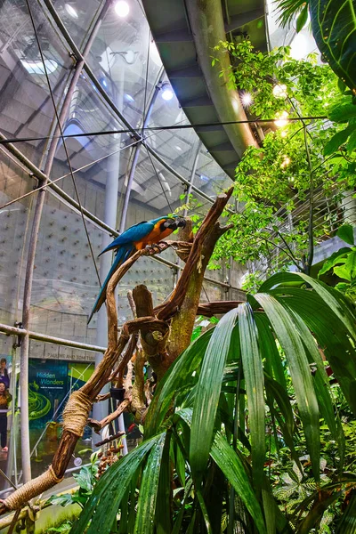 Obraz Dwóch Makaw Wewnątrz Kopuły Biomu Lasu Deszczowego Stojących Wysokiej — Zdjęcie stockowe