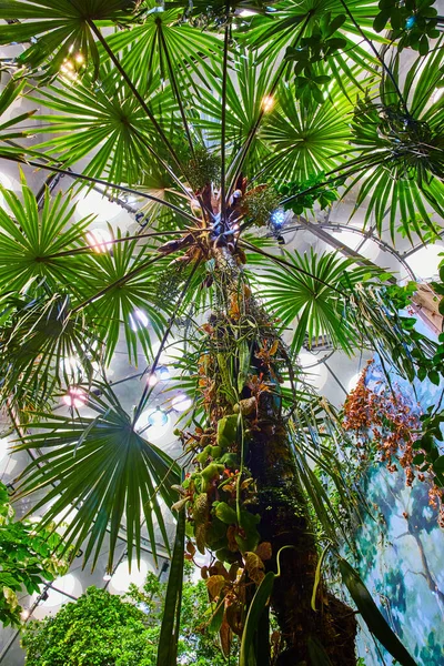 Obraz Górę Widok Dużego Drzewa Tropikalnego Sztucznym Lesie Deszczowym Biome — Zdjęcie stockowe