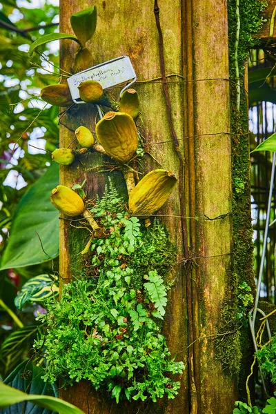 Obrázek Dřevěné Tyče Pokryté Mechem Exotickými Rostlinami Konzervatoři — Stock fotografie