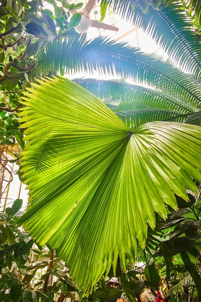 明るい緑色の光と天井の近くから広がるフロンドの大きな葉のイメージ — ストック写真