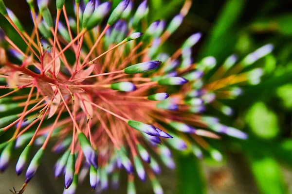 緑と紫色の芽を持つオレンジ茎植物のマクロビューのイメージ — ストック写真