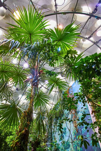 Obraz Górę Widok Tropikalnych Lasów Tropikalnych Biome Drzew Wewnątrz Kopuły — Zdjęcie stockowe