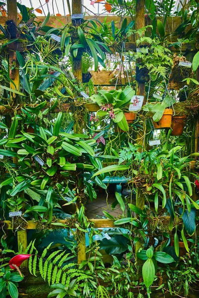Kép Fal Növények Növekvő Rács Néhány Lógó Edények — Stock Fotó