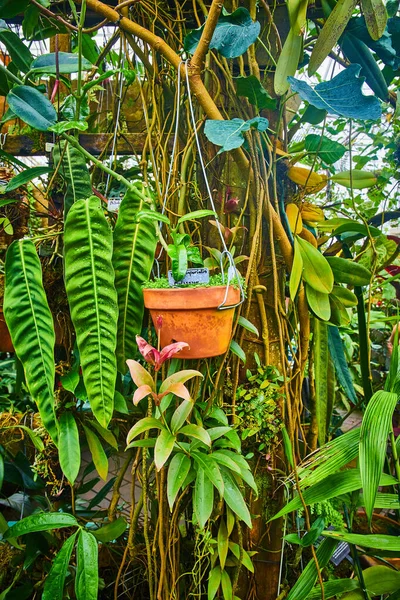 Kép Lóg Cserepes Növény Más Növények Nőnek Magas Lugas Üvegház — Stock Fotó