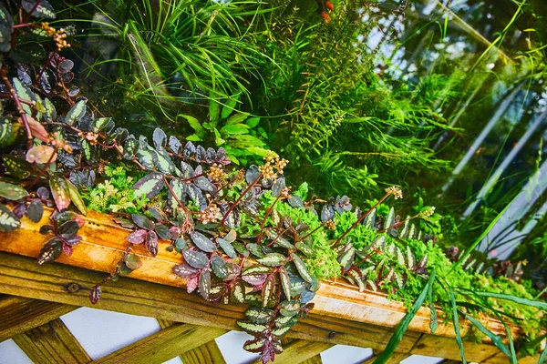 트렐리스 개골창에서 자라는 식물의 이미지 — 스톡 사진