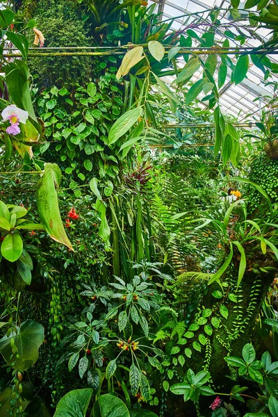 Obrázek Zdi Různých Zelených Rostlin Skleníkovým Stropem — Stock fotografie