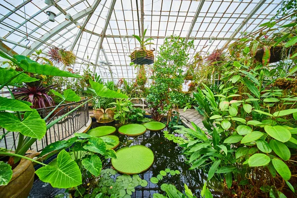 머리와 천장을 Waterlily 식물을 연못의 이미지 — 스톡 사진