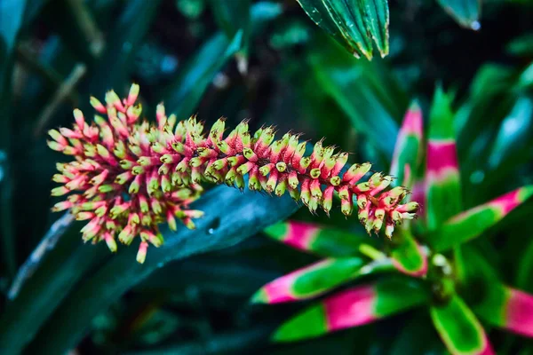 热带粉色和黄色植物宏观图像 下部有模糊的热粉色和明亮的绿色叶子 — 图库照片