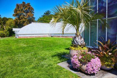 Pembe çiçekler ve konservatuar binasının dışındaki çömleklerdeki diğer sulu bitkiler parlak yaz gününde.