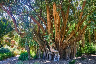 Gövdesi açık kökler ve geniş gölgeliklere yükselen çoklu geçitler gibi büyük bir ağaç resmi