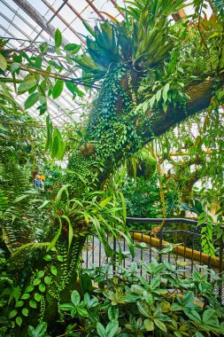 Büyük ağaç gövdesi, üzerinde küçük bitkiler ve konservatuar boyunca uzanan izler.