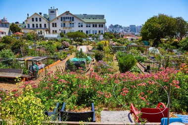 Pembe çiçeklerin geniş bir görüntüsü San Francisco 'nun uzak olduğu geniş bir çiçek bahçesinde.