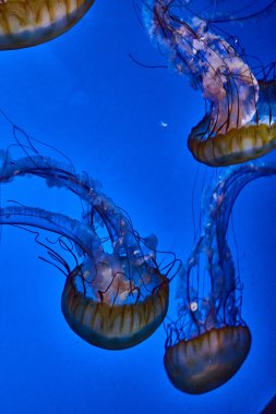 Parlak mavi tuzlu su tankında yüzen dört denizanasının görüntüsü