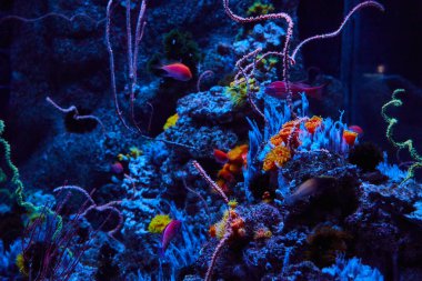 Mavi ışık altında canlı balıklar, parlak turuncu ve sarı polipler olan sualtı deniz yaşamının görüntüsü