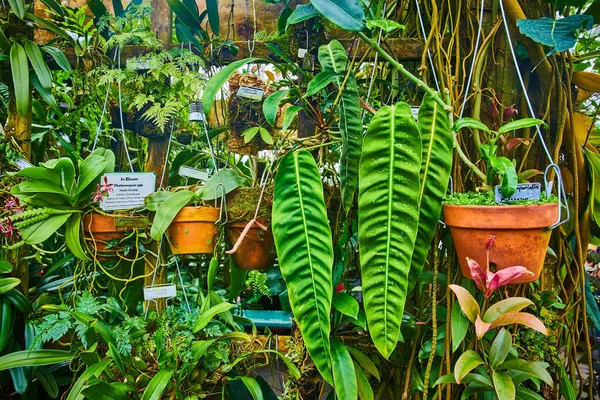 보관소에서 냄비에 식물의 이미지 — 스톡 사진