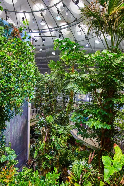 Obraz Widok Tropikalnych Lasów Tropikalnych Biome Drzewa Wewnątrz Kopuły Malowanych — Zdjęcie stockowe