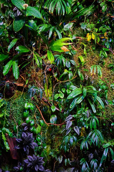 Imagem Academia Ciências Parede Plantas Exóticas Floresta Tropical Fundo Ativo — Fotografia de Stock