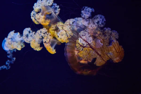 Image Detailed View Jellyfish Underwater Dark Blue Background — Stock Photo, Image
