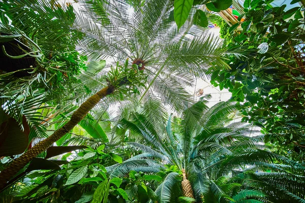 Imagine Copacilor Din Interiorul Conservatorului Flori — Fotografie, imagine de stoc
