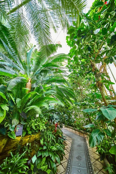 Image Pathway Walkway Növényekkel Belülről Konzervatórium Virágok — Stock Fotó