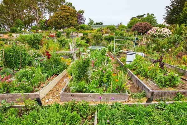 Bild Von Weite Sicht Auf Mehrere Gemeinschaftliche Gartenparzellen Mit Blumen — Stockfoto