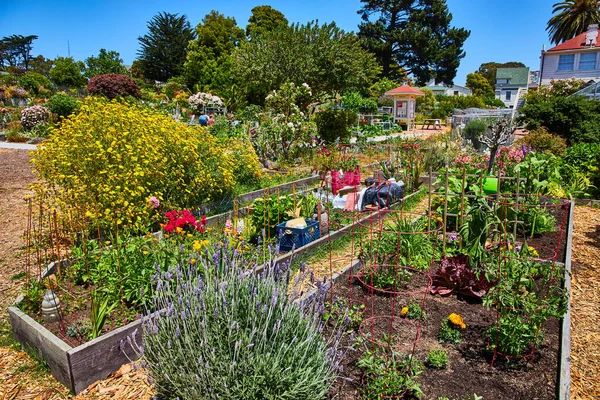 Image of Community garden at Fort Mason with succulents and variety of flowers under blue sky