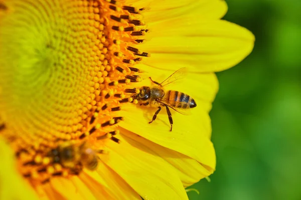 蜜蜂花粉在昆虫上的宏观调控作用在黄色向日葵内部的图像 — 图库照片