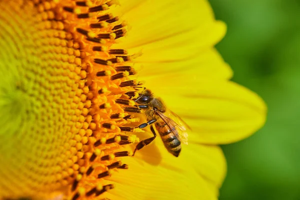 明るい日に黄色い日光を花粉にする蜂のキュートなビューのイメージ — ストック写真