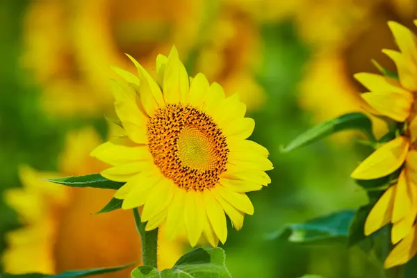 Obraz Słonecznika Bliska Brązowiejące Środkowe Żółte Płatki Przechylone Górę — Zdjęcie stockowe