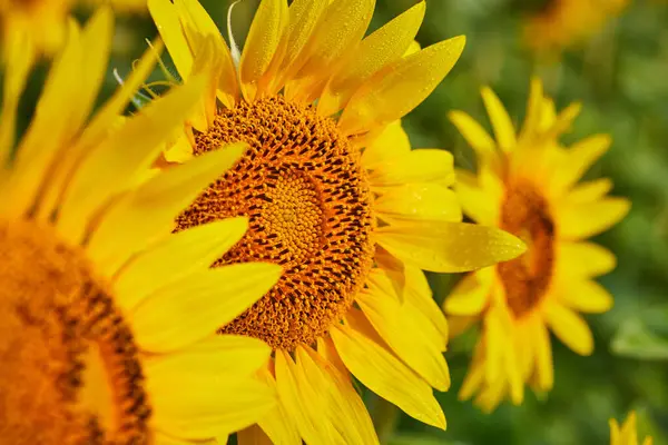 Obraz Kropli Rosy Płatkach Żółtego Kwiatu Ciemnobrązowymi Nasionami Słonecznikami Tle — Zdjęcie stockowe