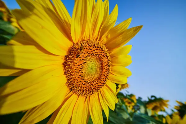 Wizerunek Zbliżenie Pszczoła Zapylający Słonecznik Ciemnym Centrum Polu Kwiaty Pod — Zdjęcie stockowe
