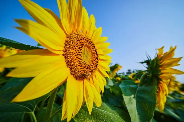 Obraz Pszczół Zapylających Słonecznik Ciemnym Centrum Otwarte Żółte Płatki Dziedzinie — Zdjęcie stockowe