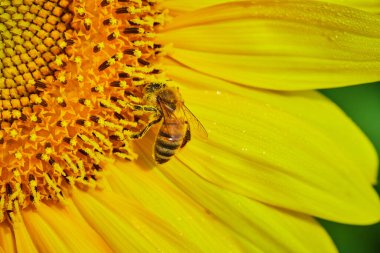 Altın sarısı ayçiçeğini polenle kaplayan şirin arı Makro 'nun görüntüsü
