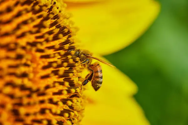 蜜蜂与花粉在昆虫上的图像 蜜蜂在黄色向日葵内部授粉 — 图库照片