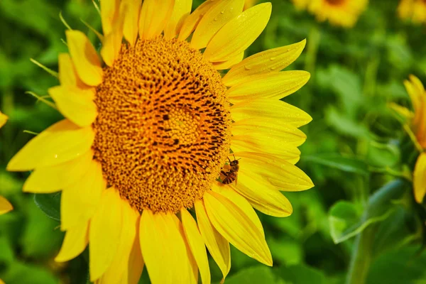 Obraz Pszczół Zapylających Słonecznik Zbliżenie Makro Widok Płatków Nasion — Zdjęcie stockowe