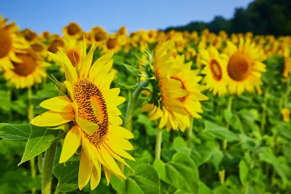 Widok Boku Głowy Słonecznika Nasionami Tłem Żółtych Kwiatów Zielonych Liści — Zdjęcie stockowe