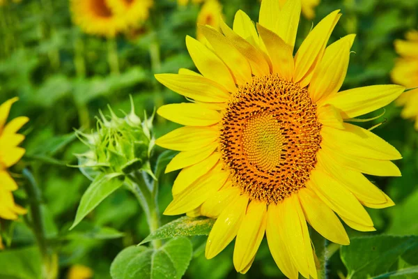 Obraz Ciemnobrązowych Nasion Środku Żółtego Słonecznika Szczegółowy Widok Zielonych Pąków — Zdjęcie stockowe