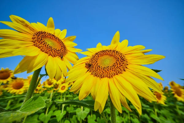Obraz Dwóch Pszczół Zapylających Szczyty Dwóch Dużych Słoneczników Pod Błękitnym — Zdjęcie stockowe