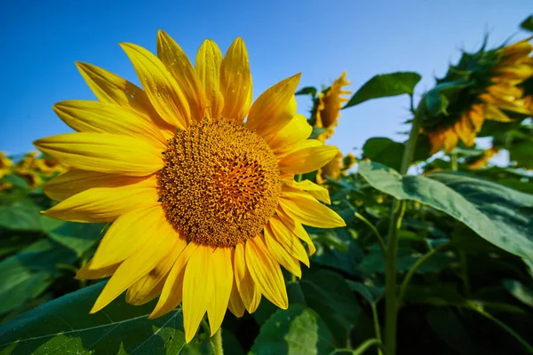 Wizerunek Bliska Okrągły Centrum Żółty Słonecznik Pole Kwiat Błękitny Niebo — Zdjęcie stockowe